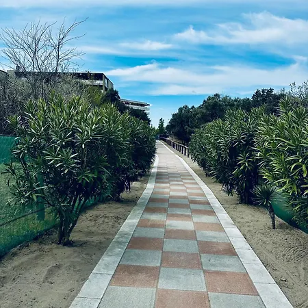 Conchiglia Del Mare Bacucco